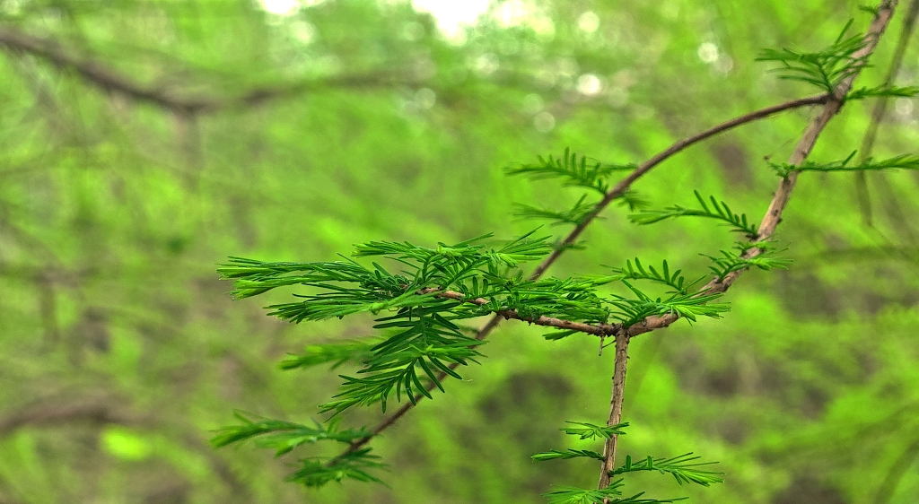 松树枝头松树叶春天春意盎然夏季夏至大自然氧吧生态绿色环境