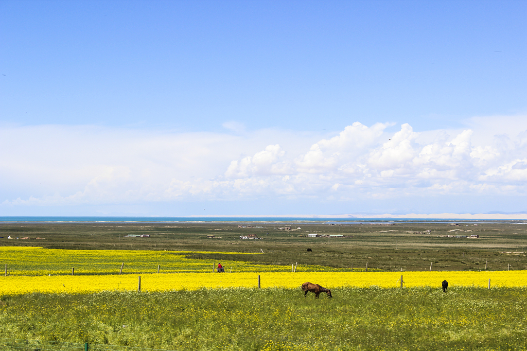 青海湖夏日风景