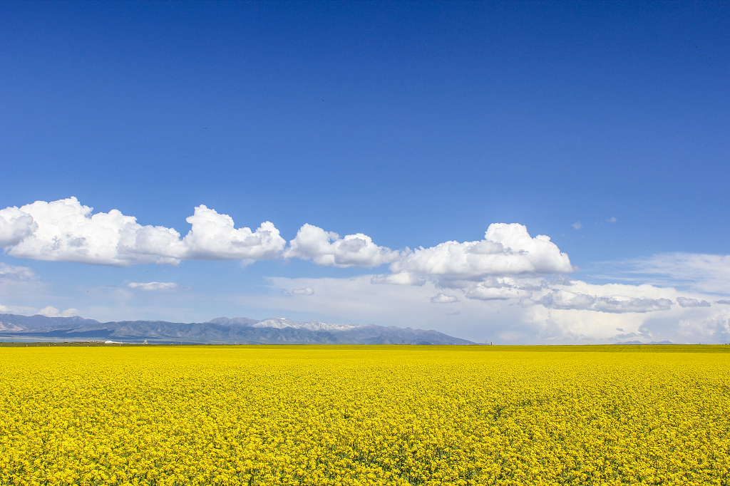 青海湖夏日风景