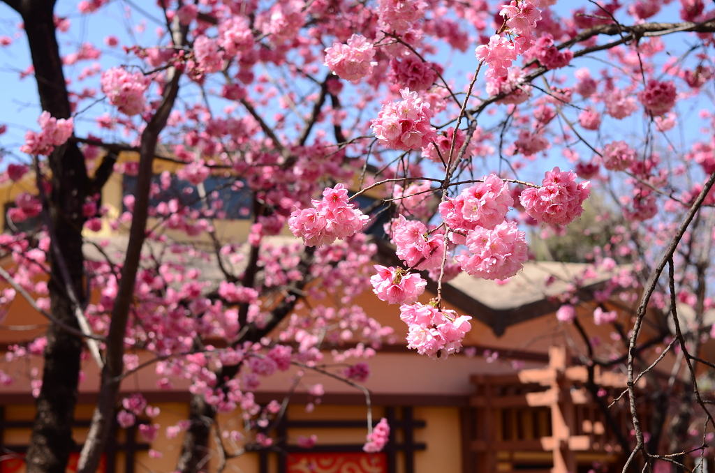 圆通山的樱花正在恣意盛开，仿佛整个世界都是属于它的