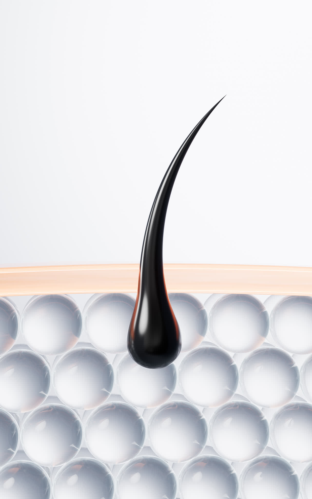 毛发与表皮细胞3D渲染