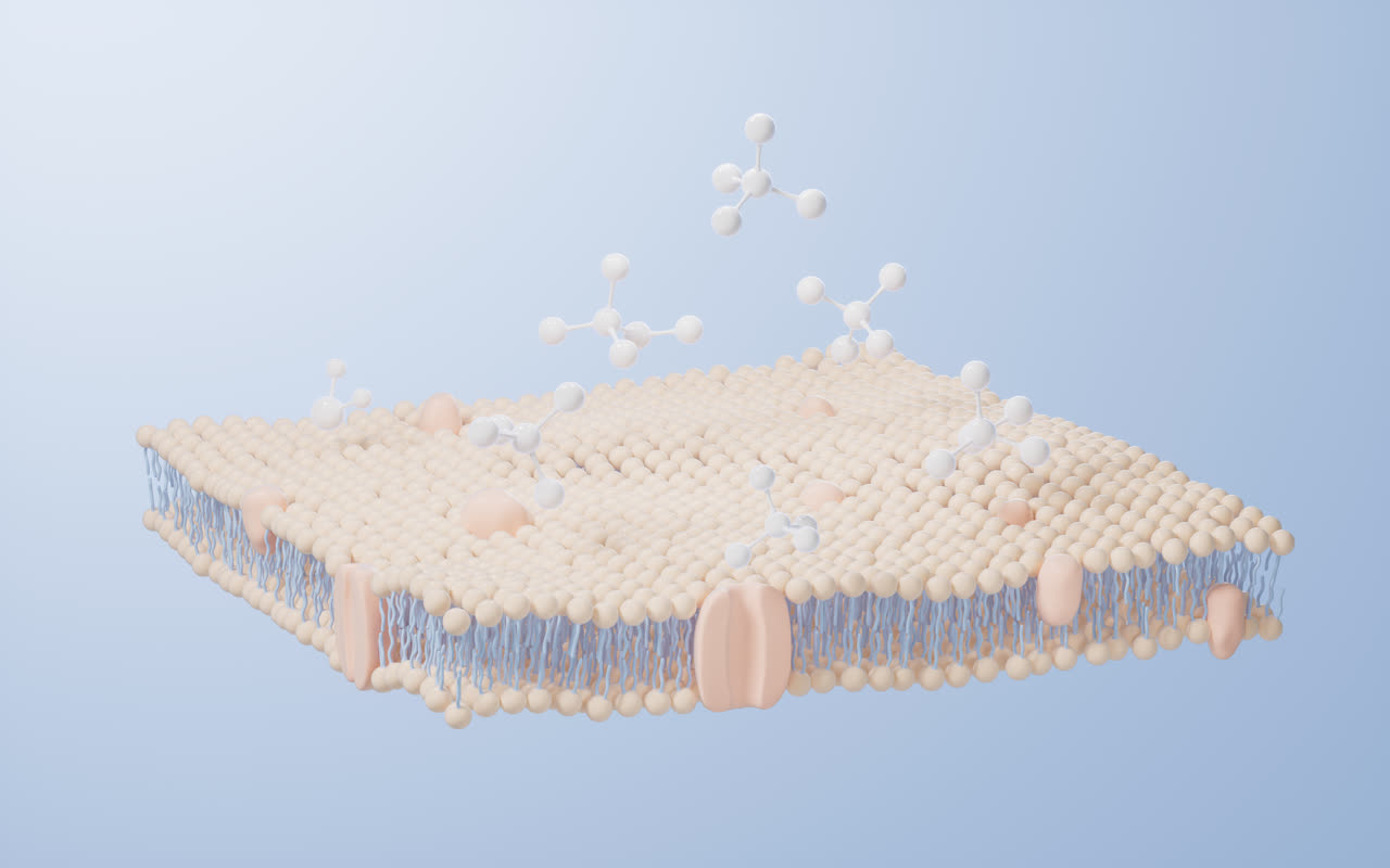 磷脂双分子层细胞膜3D渲染