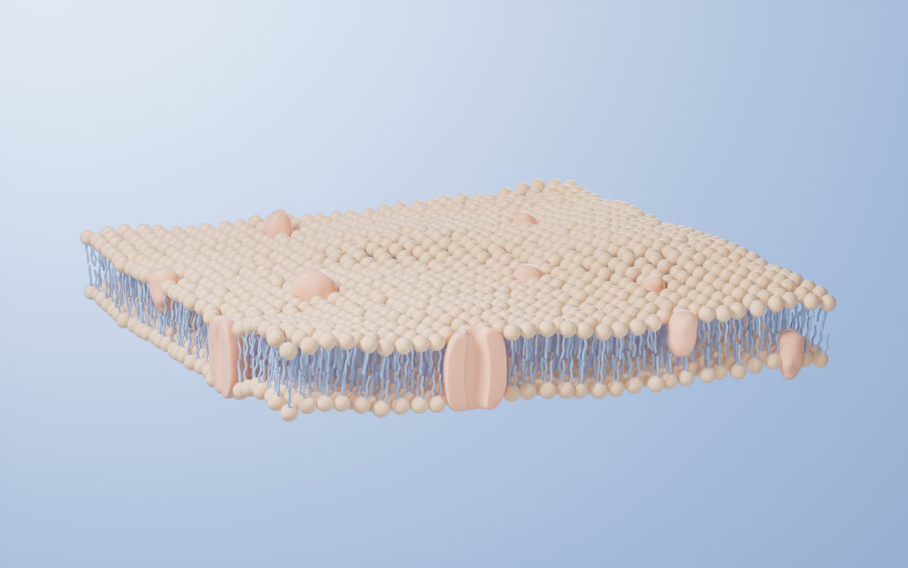 磷脂双分子层细胞膜3D渲染