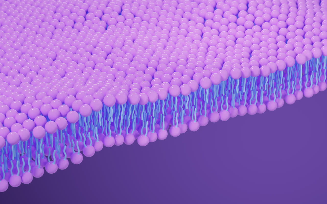 磷脂双分子层细胞膜3D渲染