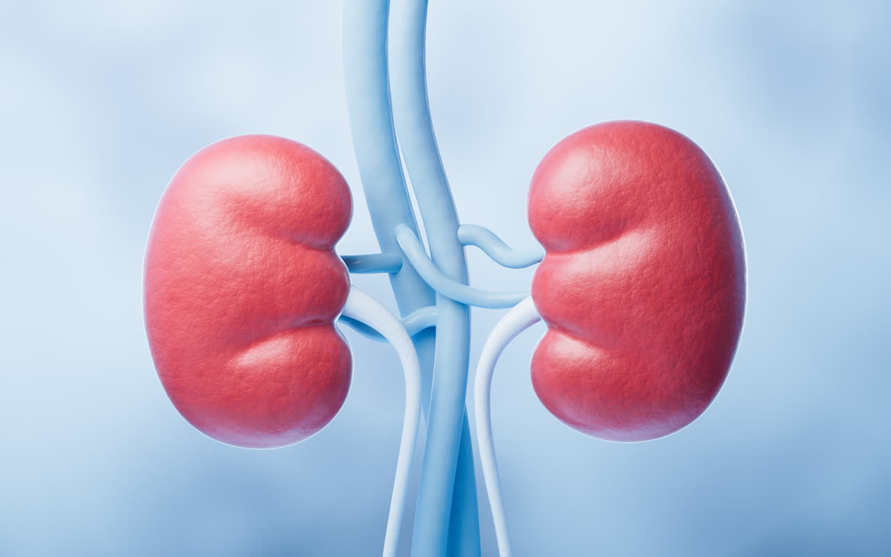 肾脏器官医疗概念3D渲染