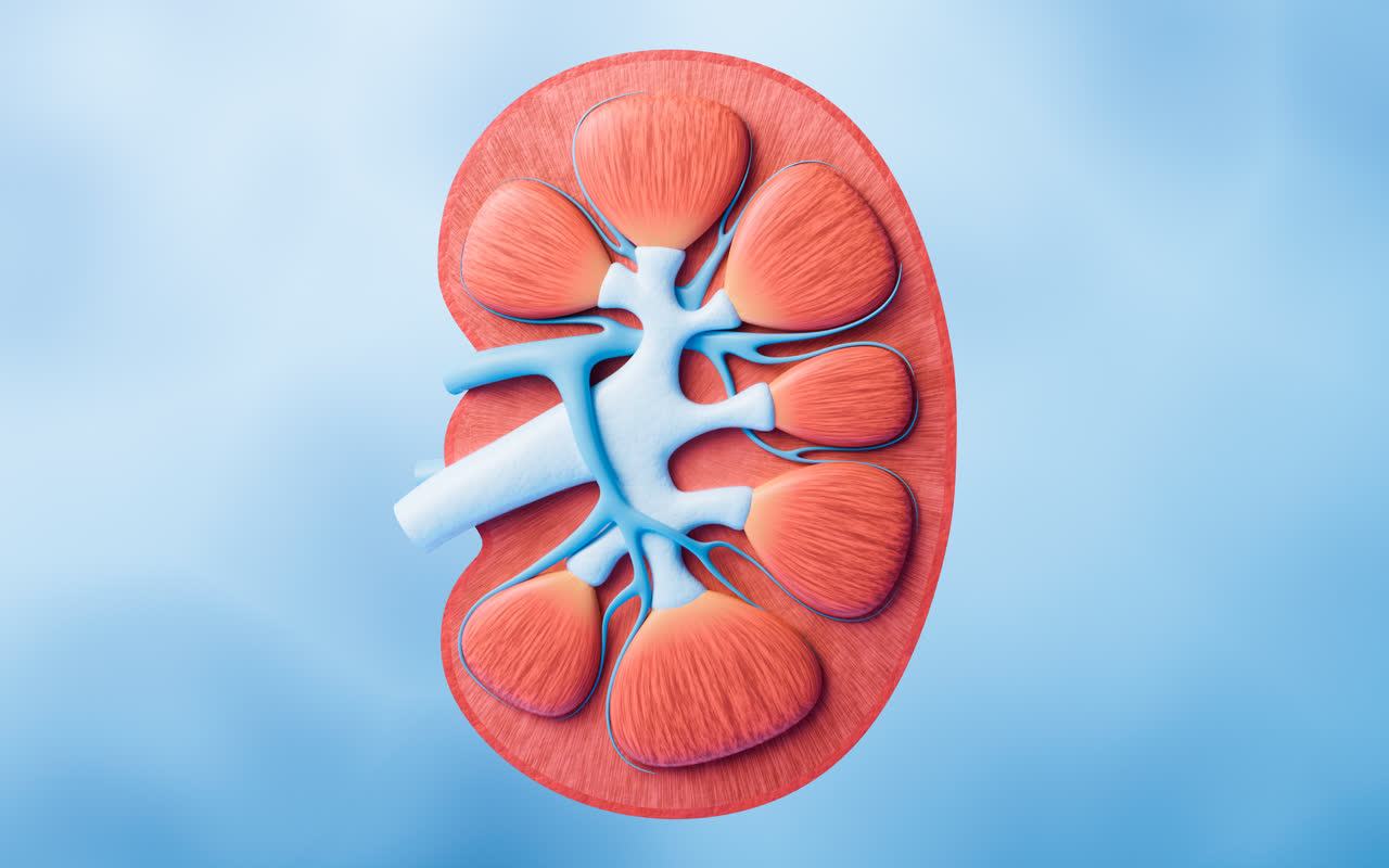 肾脏器官医疗概念3D渲染