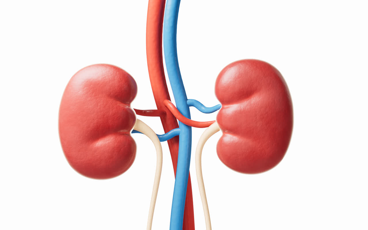 肾脏器官医疗概念3D渲染