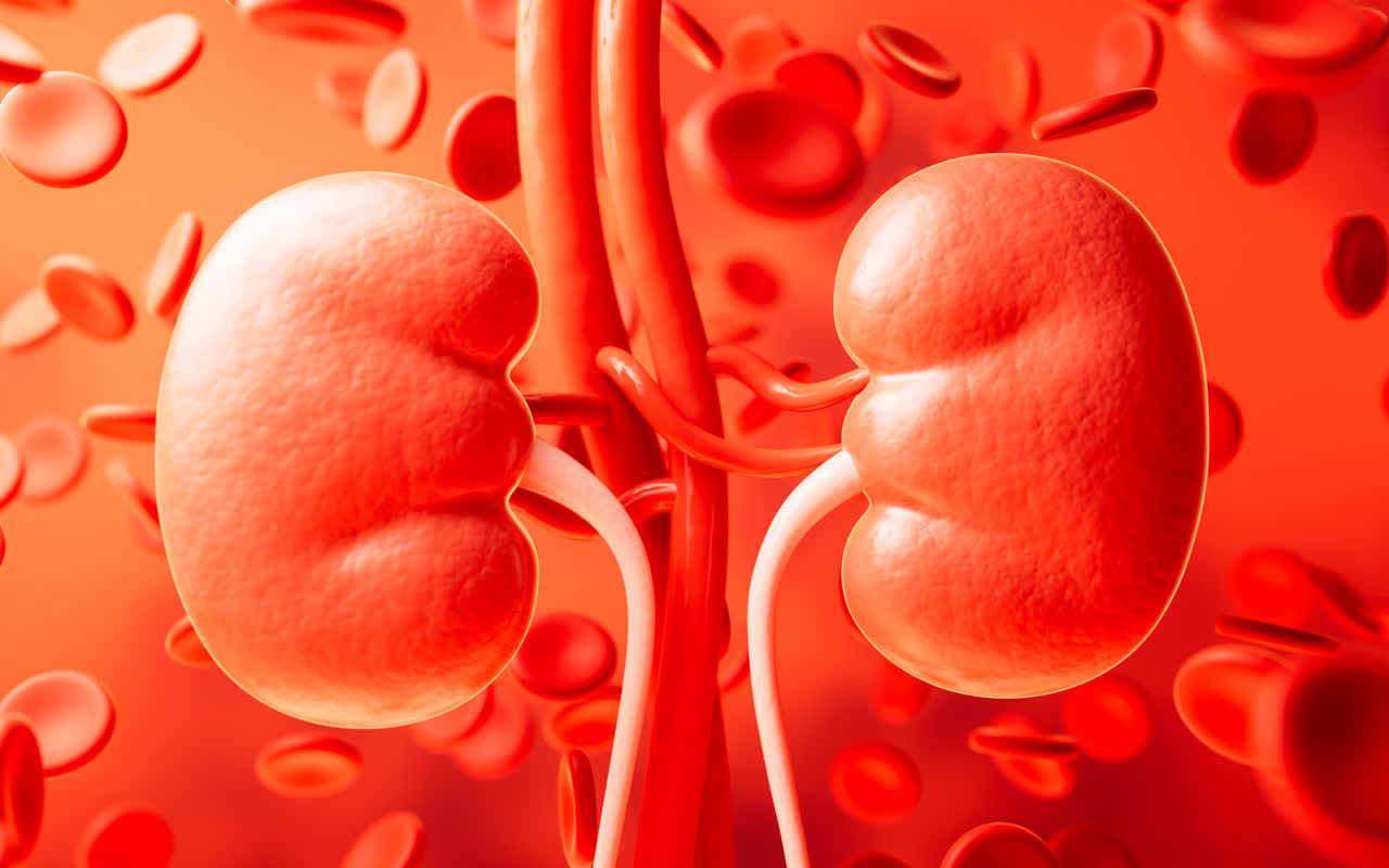 肾脏器官医疗概念3D渲染
