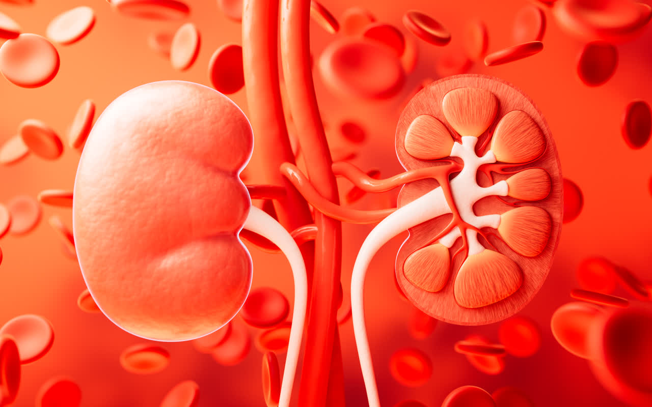 肾脏器官医疗概念3D渲染