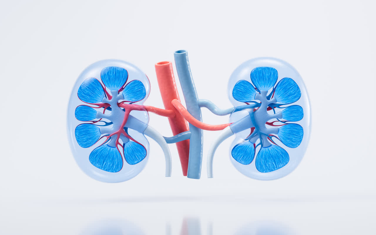 肾脏器官医疗概念3D渲染