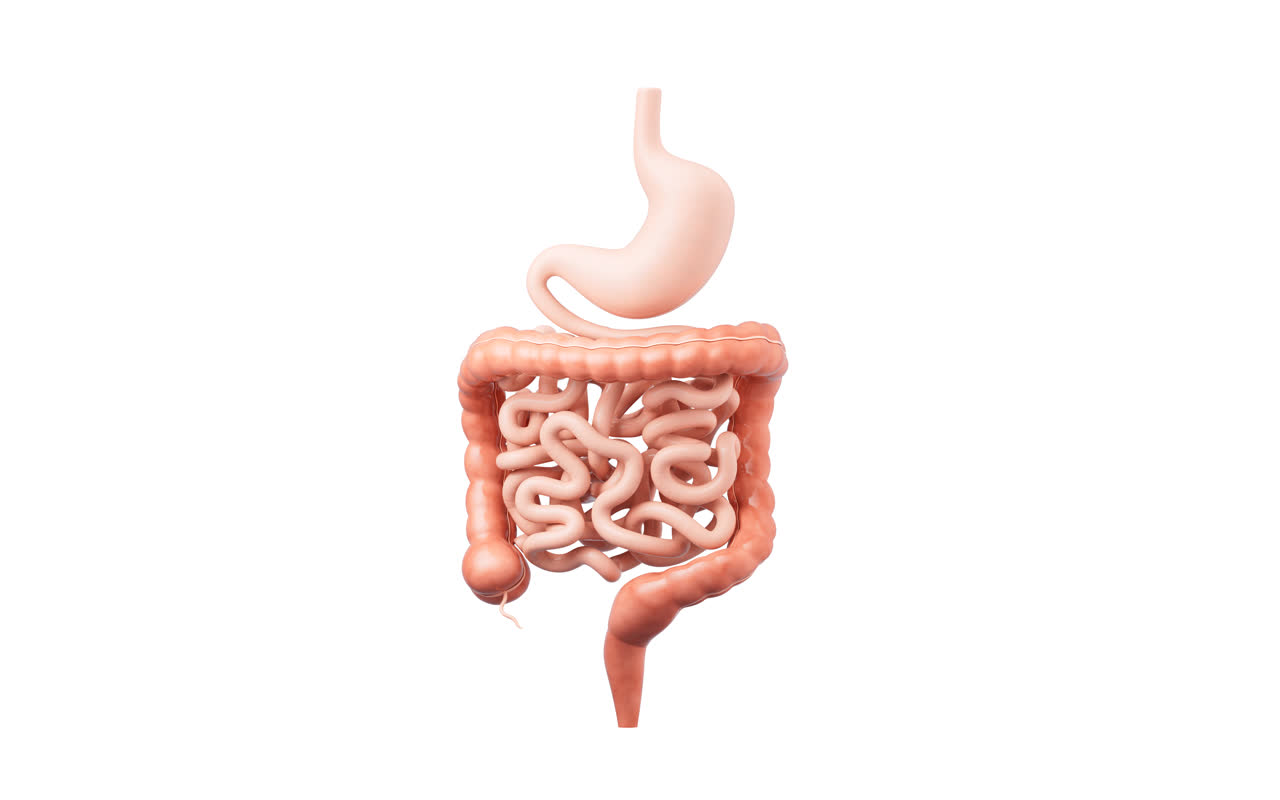肠胃消化道内脏器官3D渲染