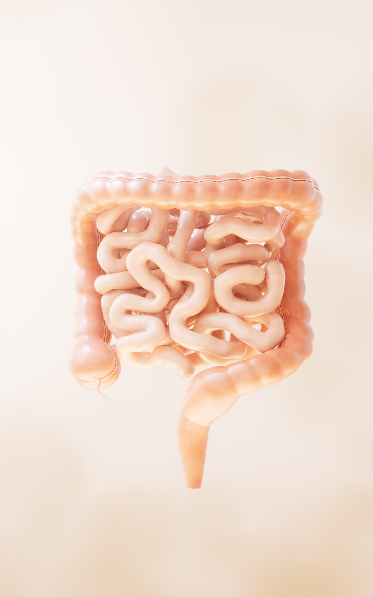 内脏器官肠道3D渲染