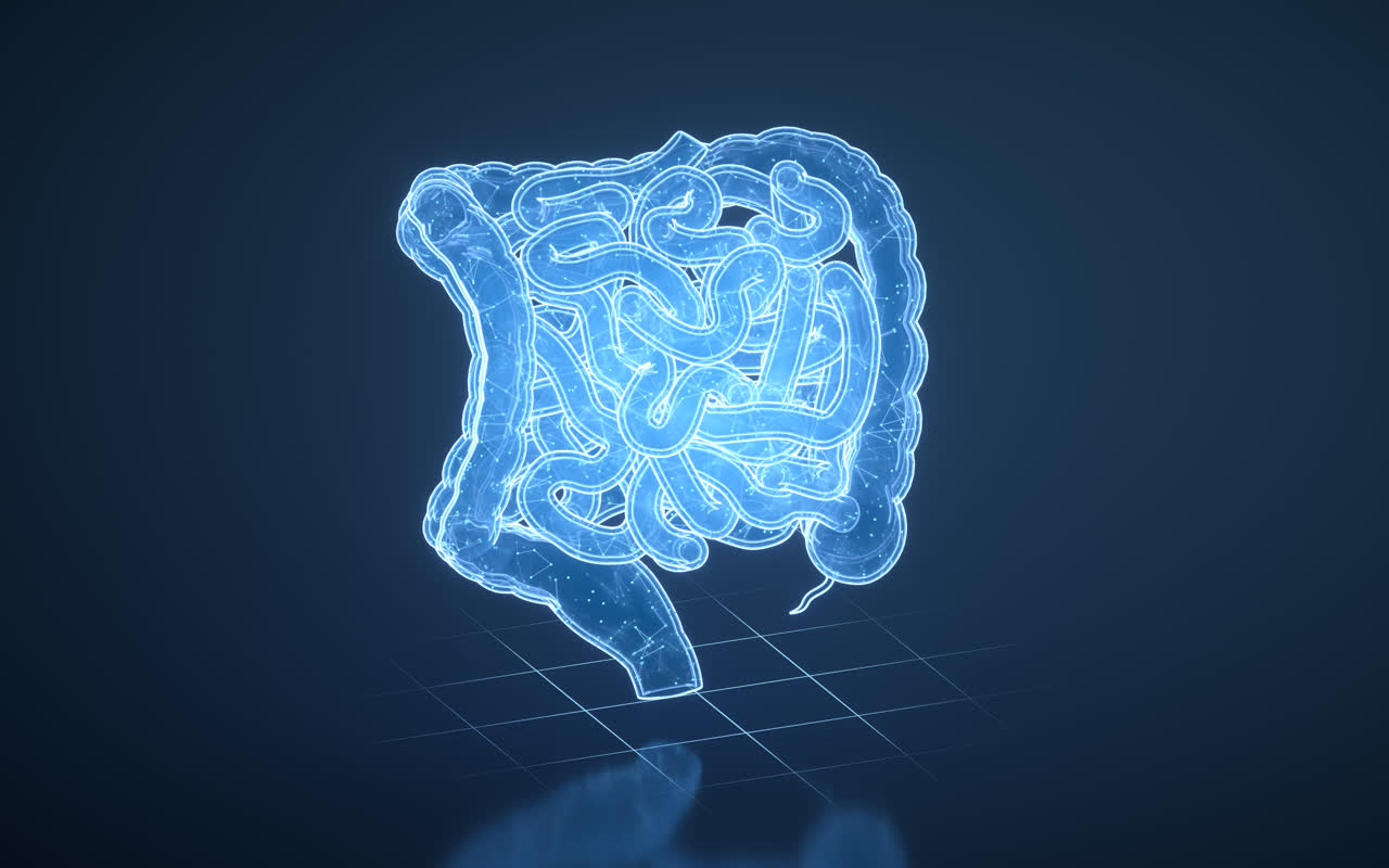 内脏器官肠道3D渲染
