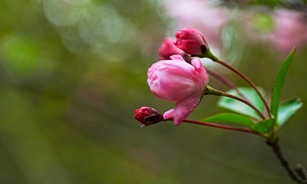 桃花含苞欲放花骨朵花开开花迎春花绽放春天自然