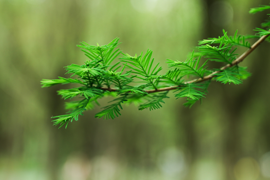 绿色松树枝松树叶子绿叶树叶特写