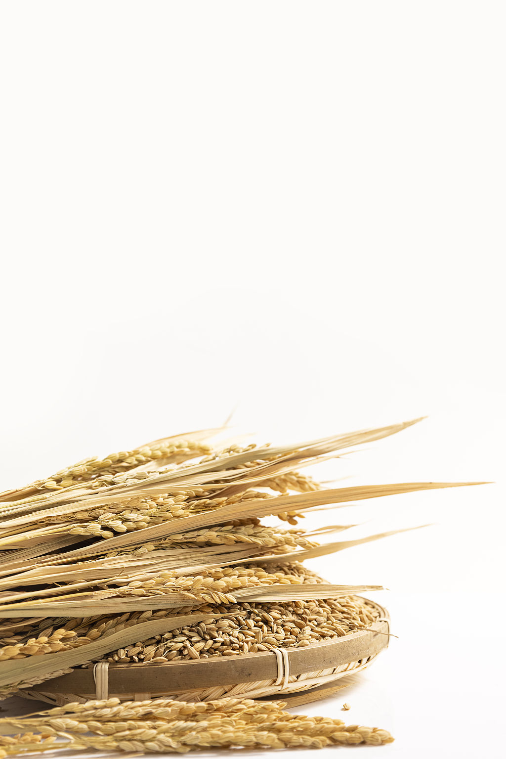 稻穗特写珍惜粮食白色背景
