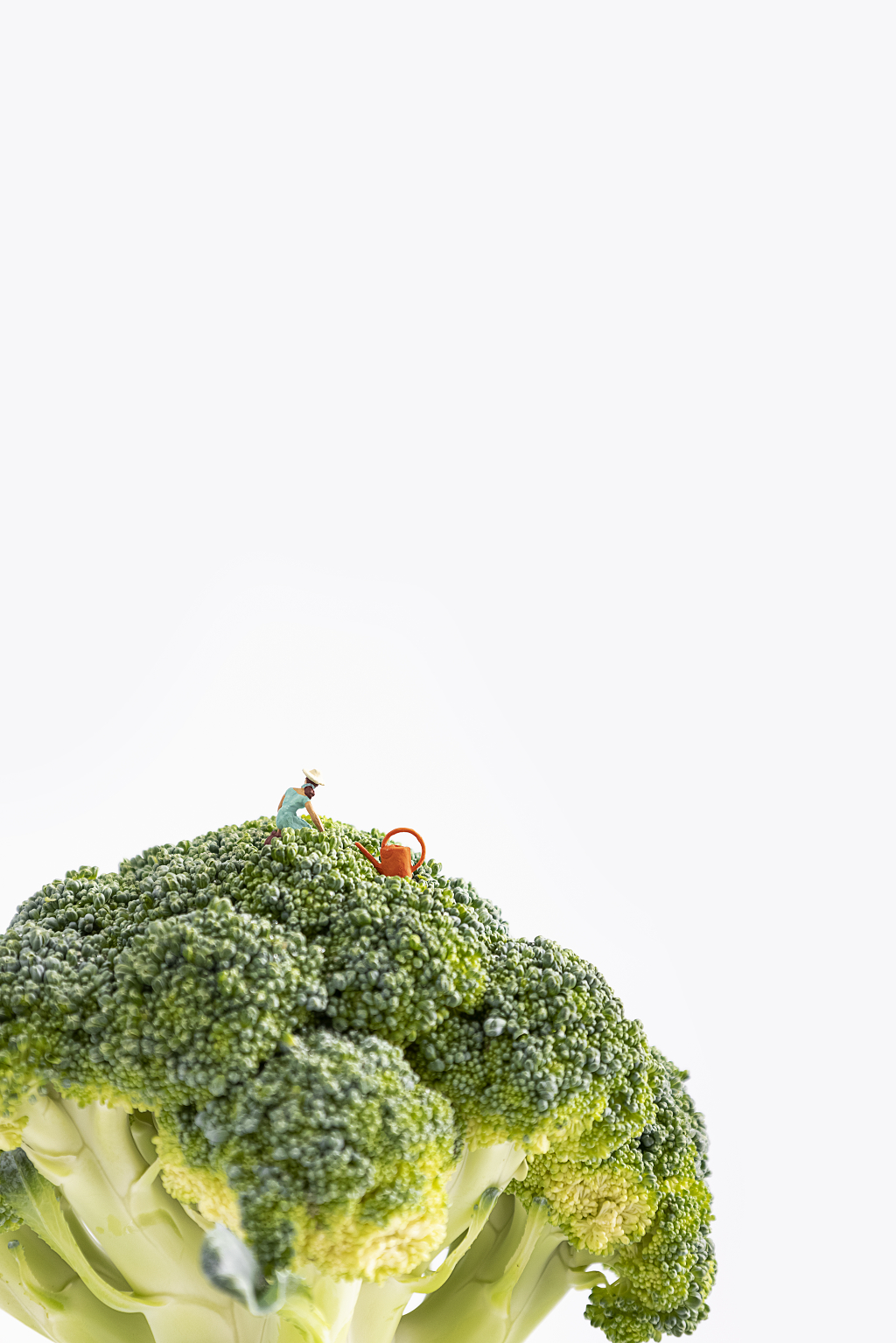 青花菜西兰花微缩创意图片绿色蔬菜西蓝花图片