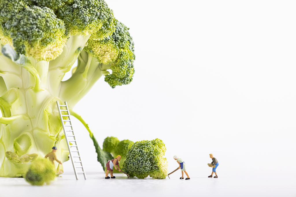 青菜西兰花微缩创意素材图片绿色蔬菜西蓝花图片