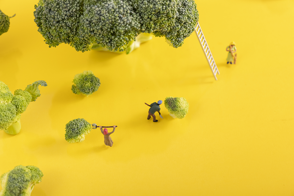 西兰花素材黄色背景绿色蔬菜西蓝花图片