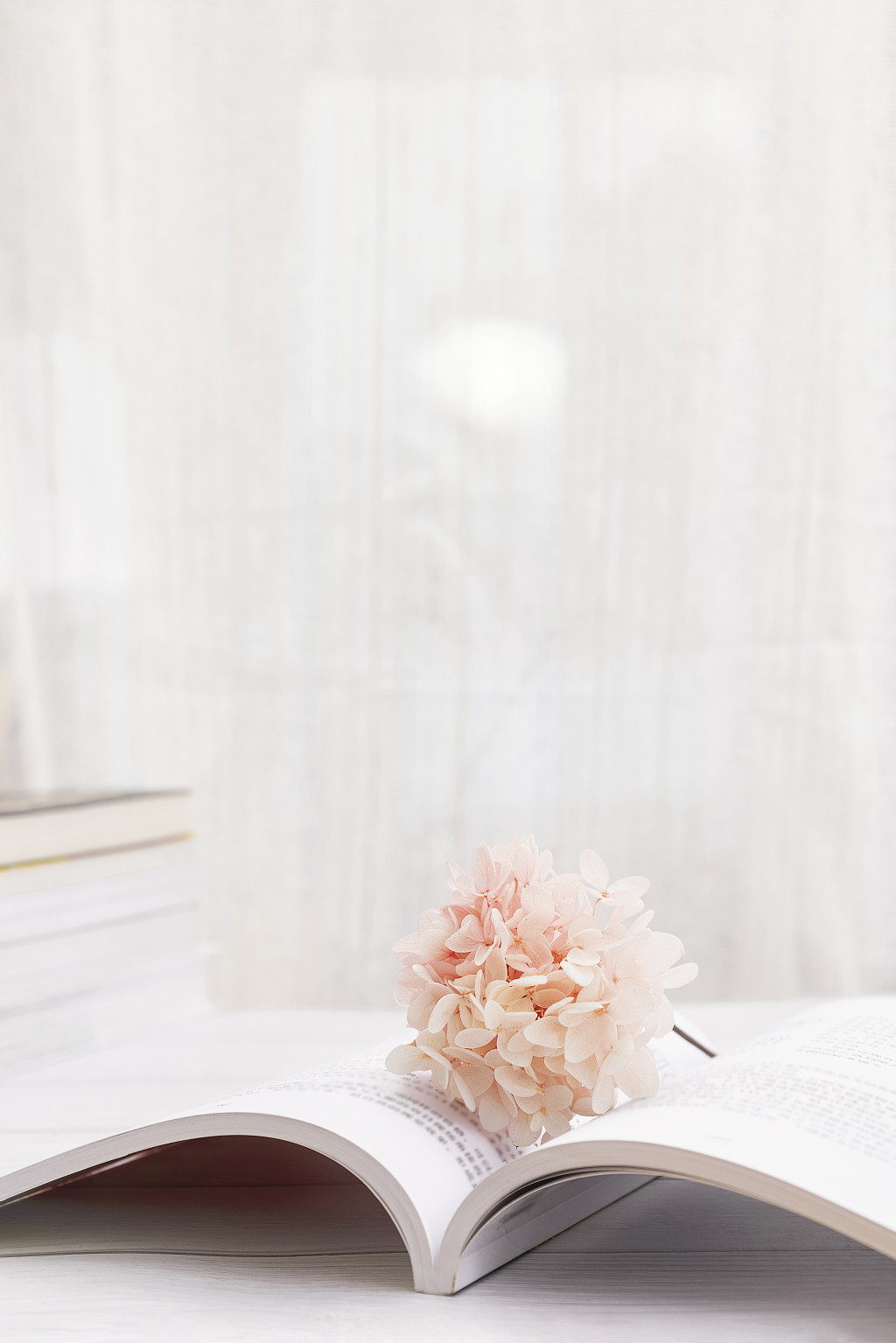 绣球花清新干净图片清新文艺图片每日打卡图片唯美静物