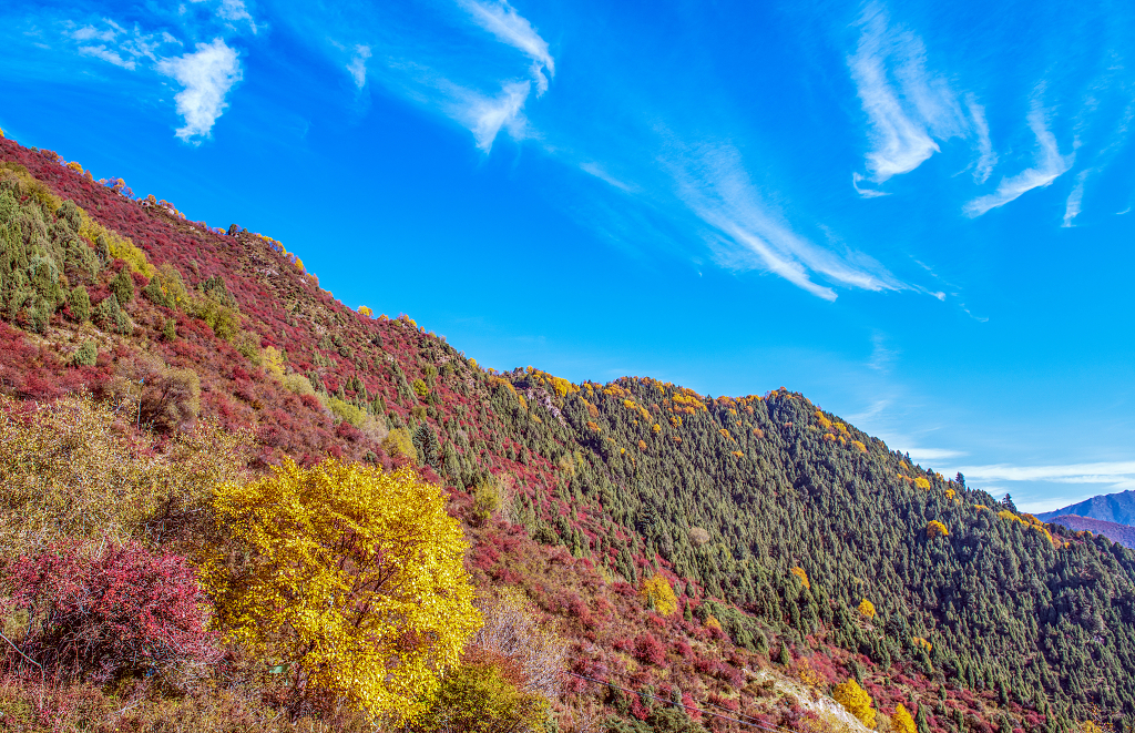 初秋时节蓝天白云下山坡上红色的灌木丛和黄色的树木