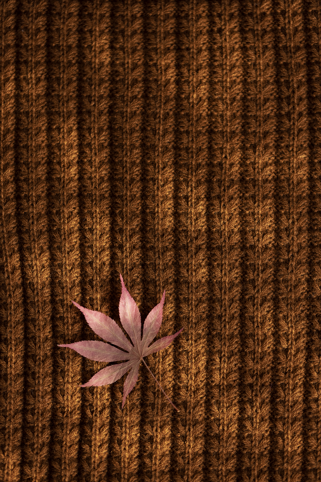 秋季温暖文艺枫叶图片秋天图片秋天静物金秋唯美