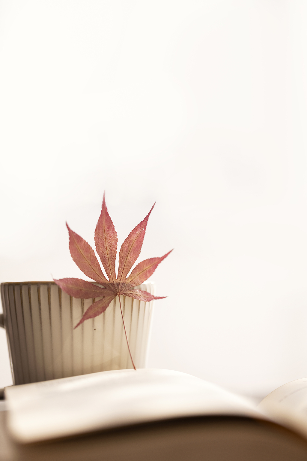 秋天枫叶咖啡逆光图片秋天图片秋天静物金秋唯美