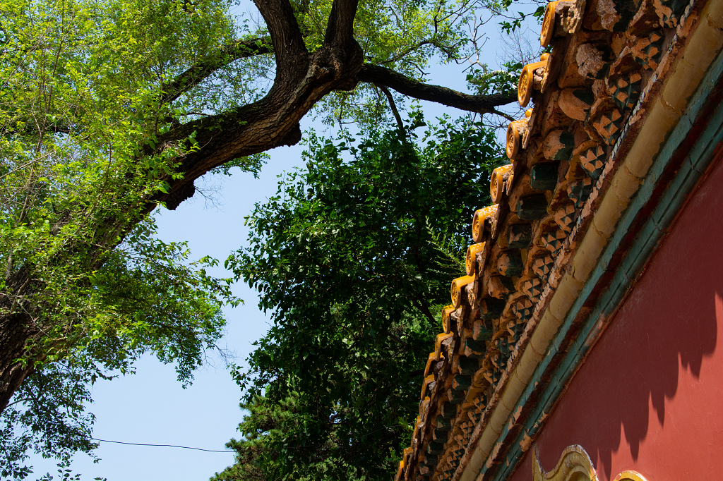 夏天绿色与古建筑红墙