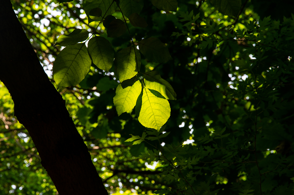 夏天阳光穿透树叶的光影
