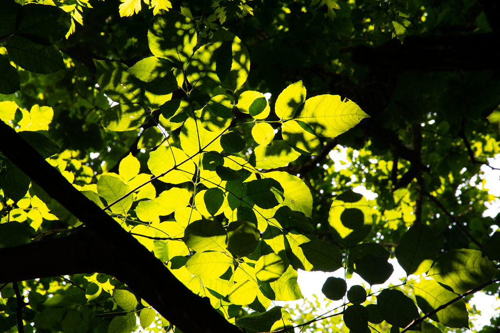 夏天阳光穿透树叶的光影