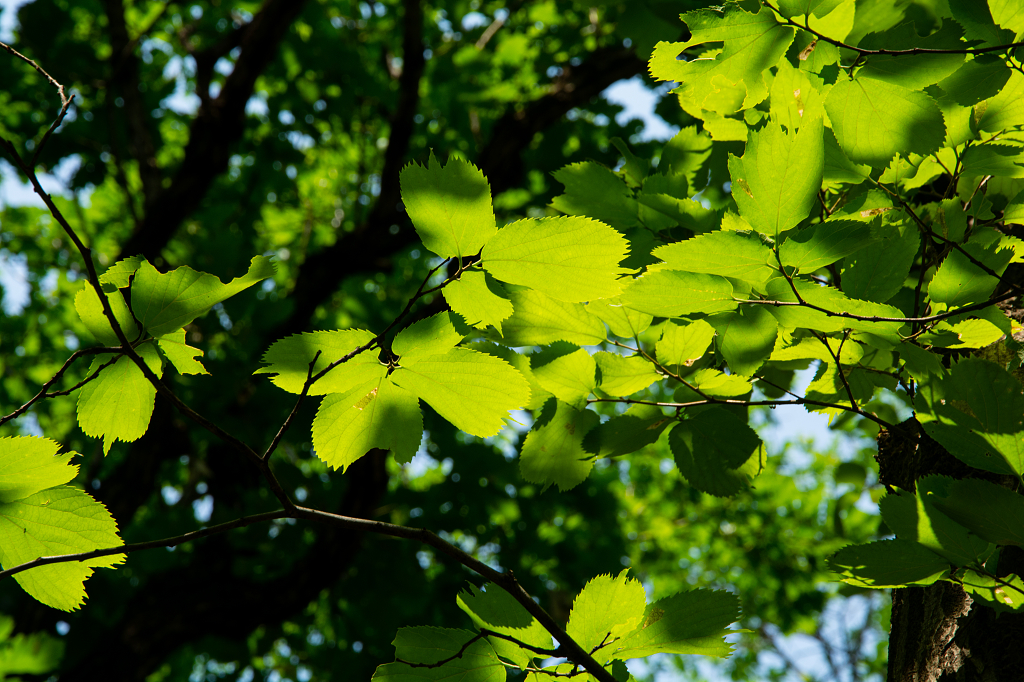 夏天阳光穿透树叶的光影