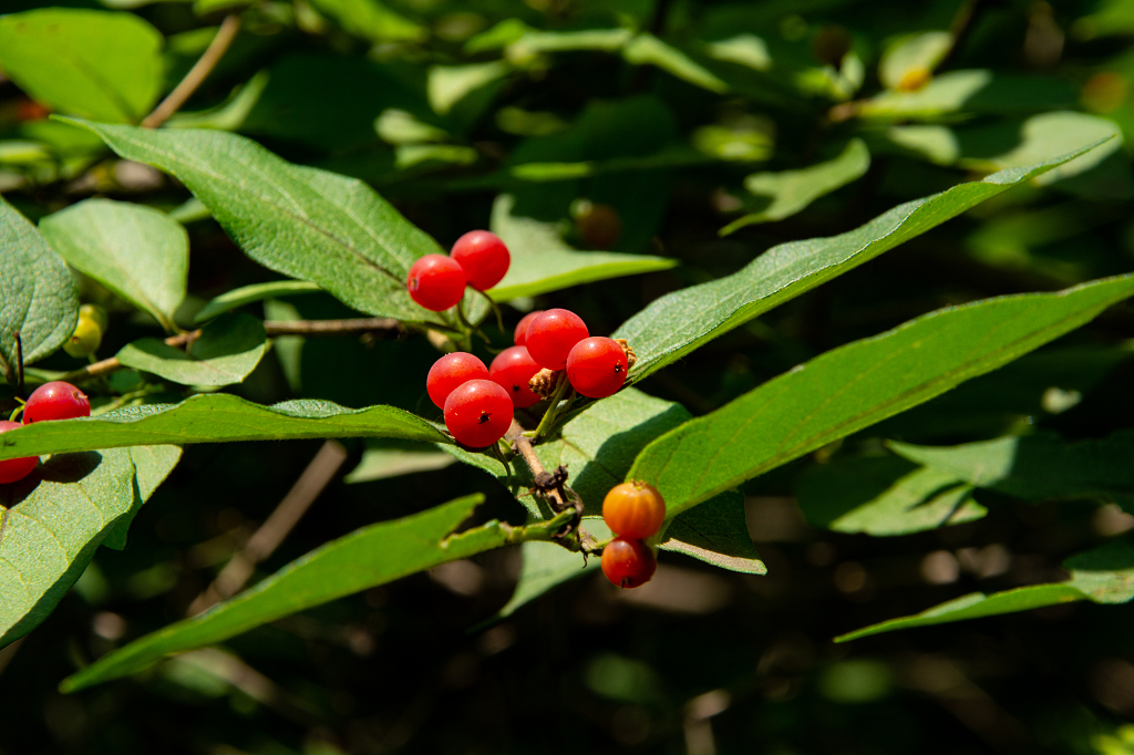 夏天野外森林生长的金银忍冬