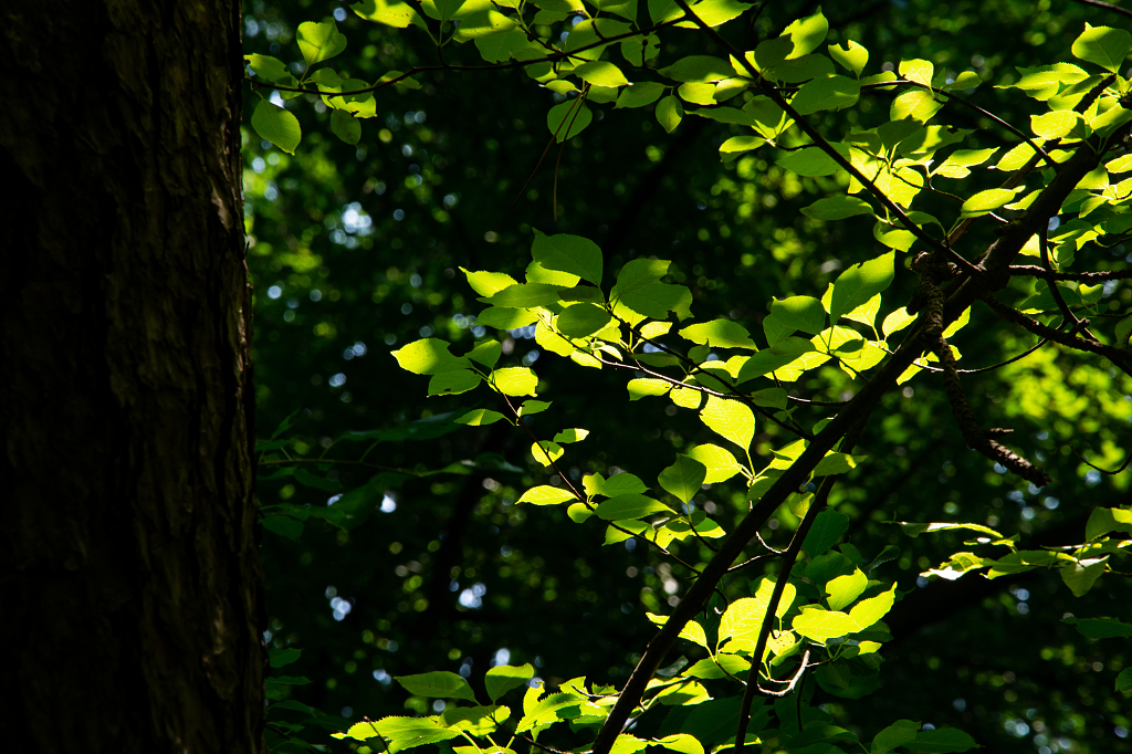 夏天阳光穿透树叶的光影