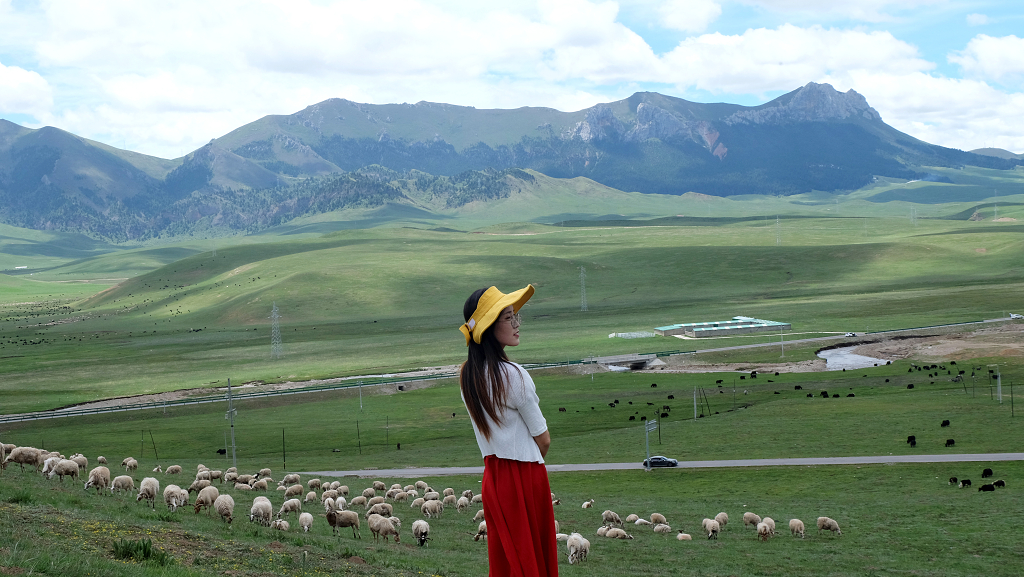牛羊成群的草原上一女孩远看大山，眼前是羊群，远处是我家