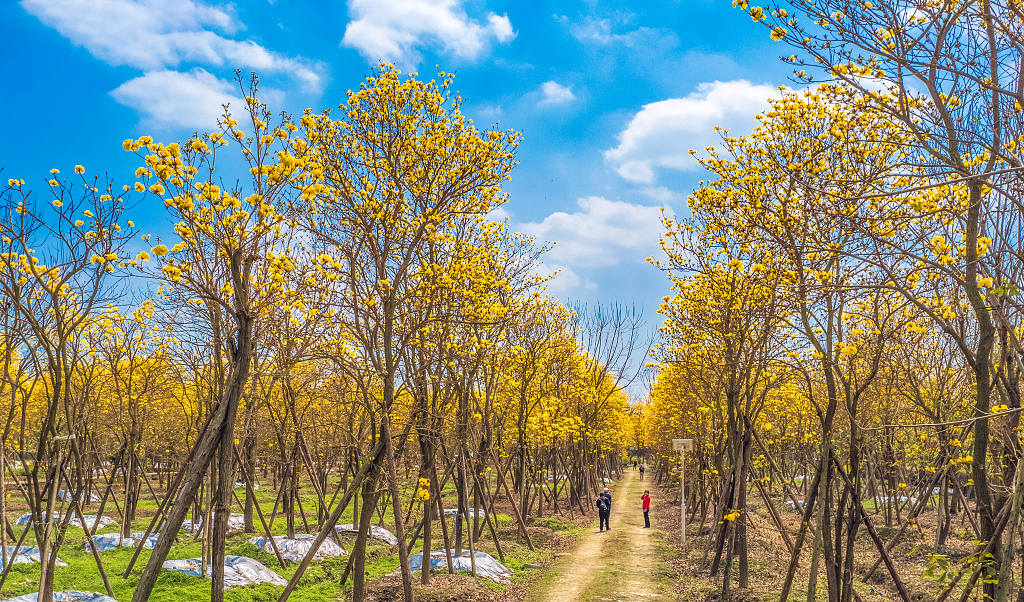 蓝天白云下风铃花盛开树下游客在拍照