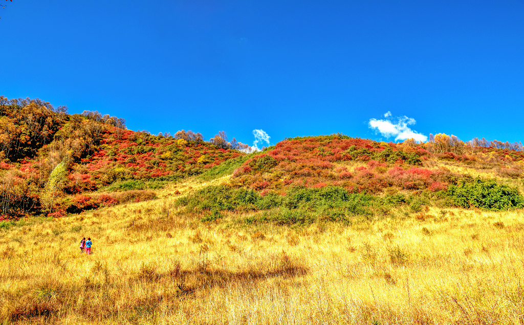 蓝天下的山坡长满了红黄绿色的灌木丛和枯草两位游客在拍照