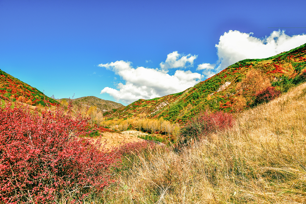 秋日的大黑沟红黄绿色灌木丛和树林和枯草