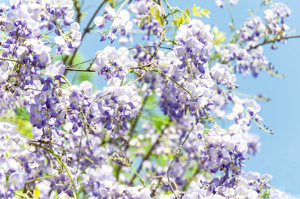 别墅小区春天盛开的紫藤花