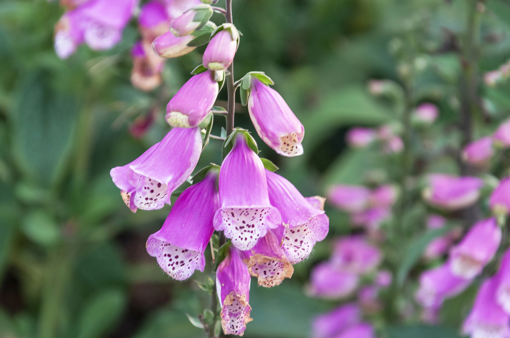春天别墅小区盛开的毛地黄花