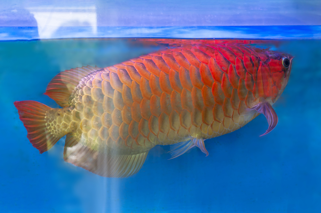 鱼缸里游来游去的金龙鱼