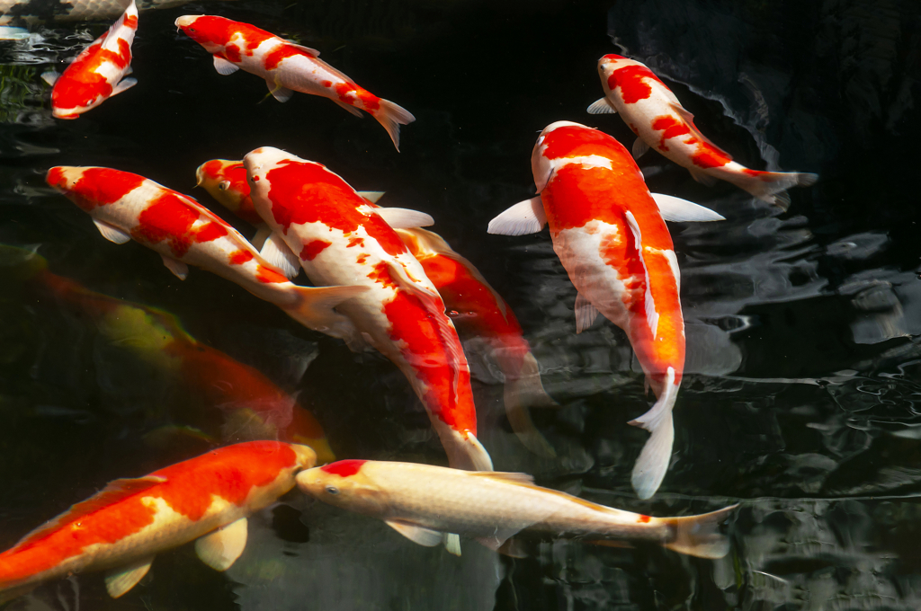 游来游去的锦鲤