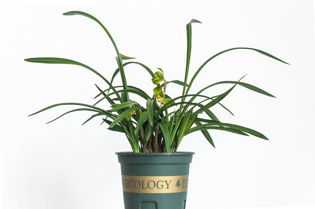 一盆兰花花卉植物室内装饰