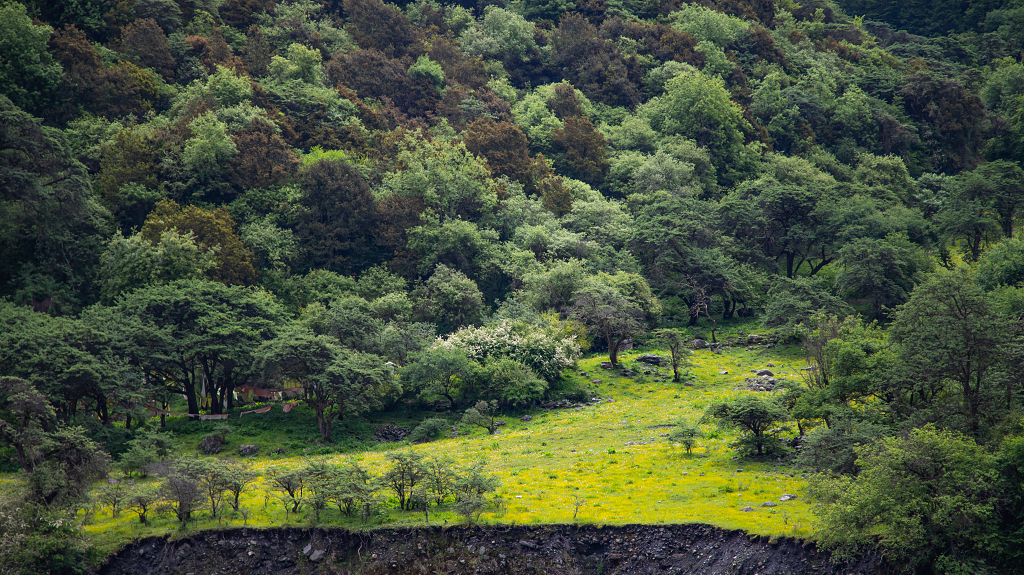 森林下的草地开满了小黄花