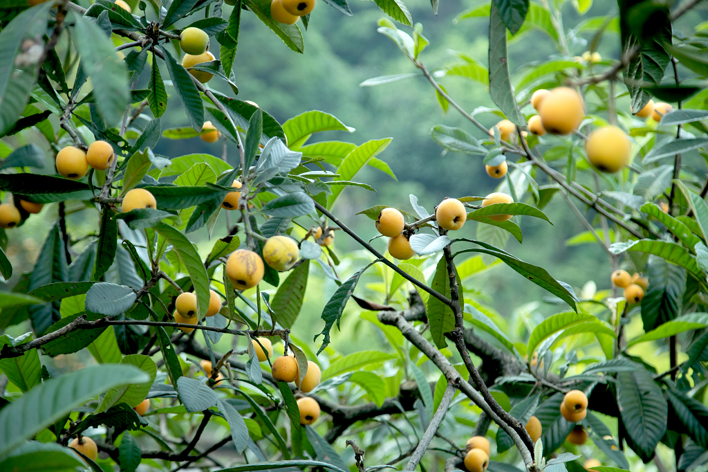 成熟待采摘的枇杷