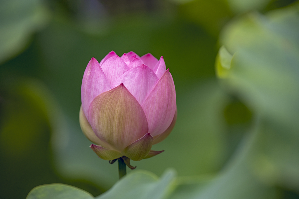 一朵含苞待放的红色荷花花蕾大暑小暑