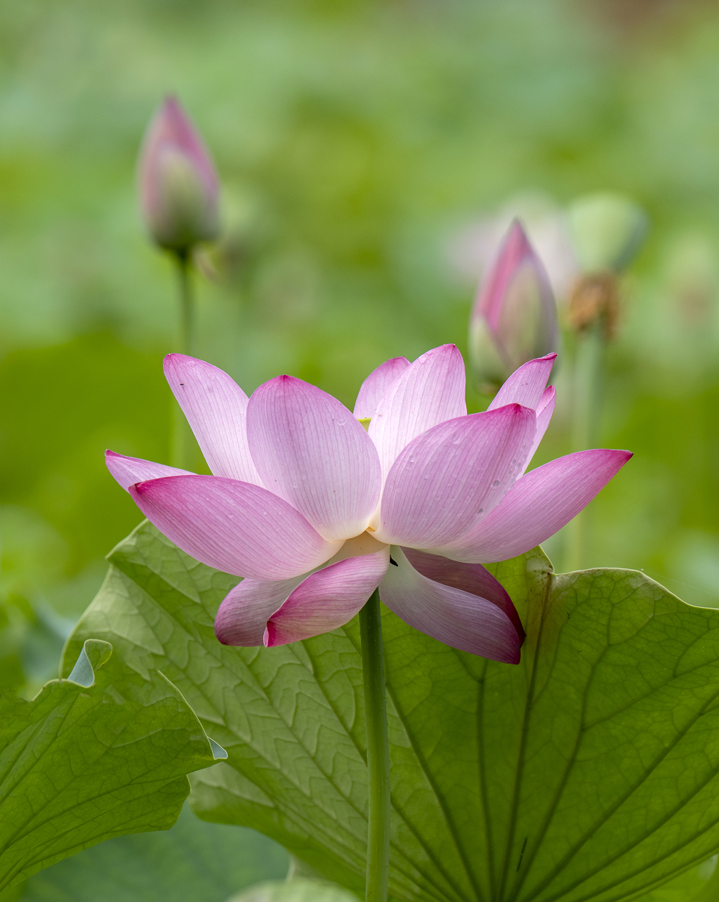 大暑小暑一株盛开的粉红色和花蕾