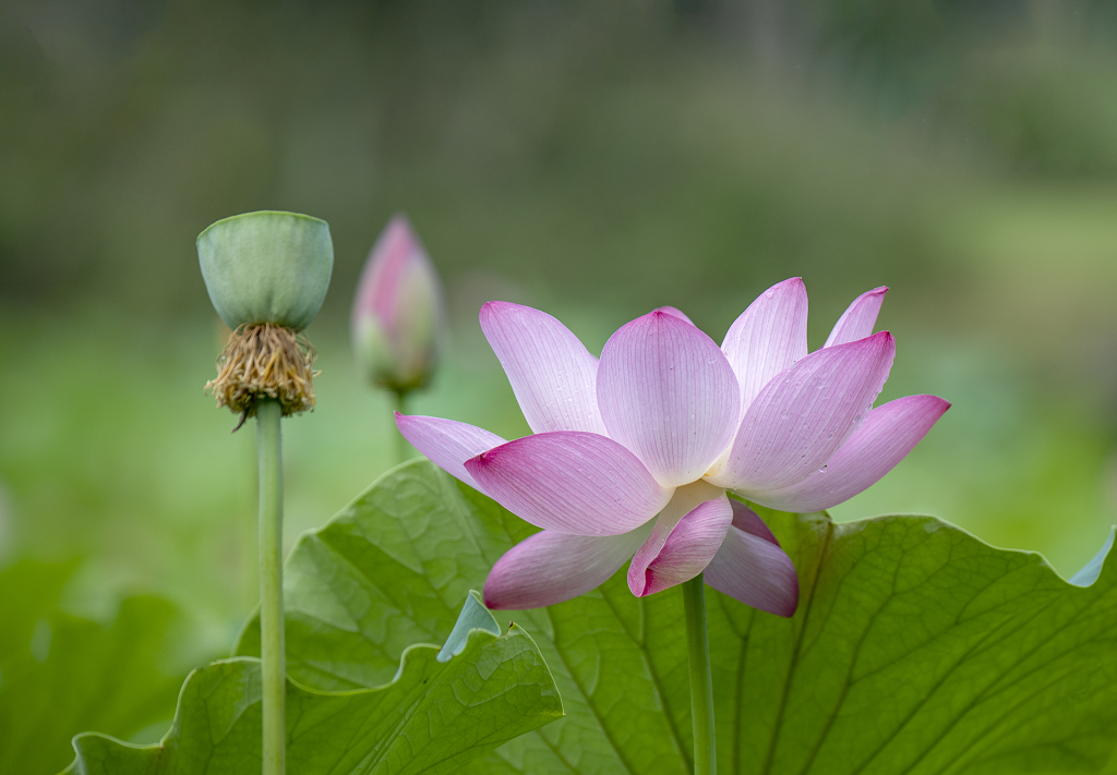 一株盛开的粉红色和花蕾及莲蓬大暑小暑