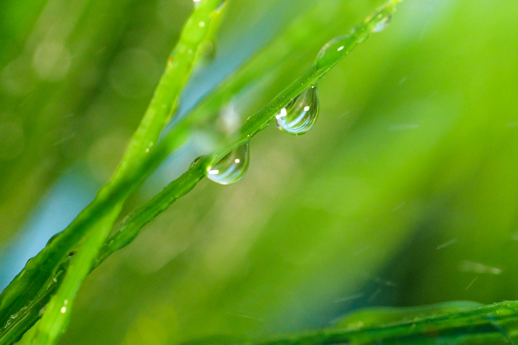 小草上挂着晶莹水珠