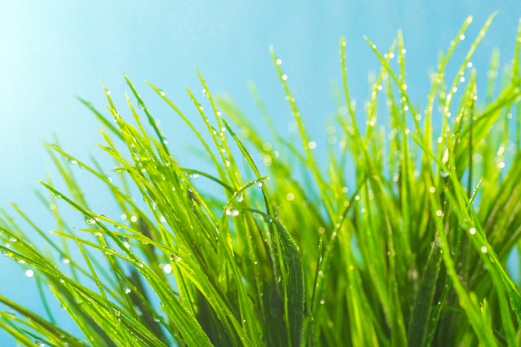 小草上挂着晶莹的水珠