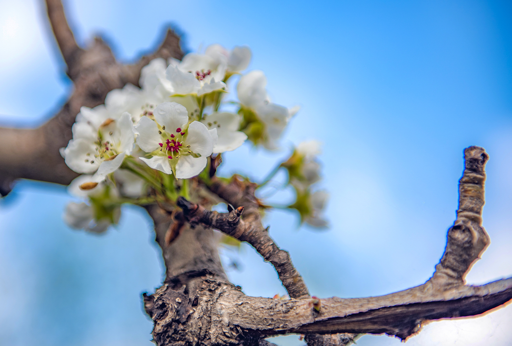 一蓝天为背景的一枝干枝上盛开的白色梨花